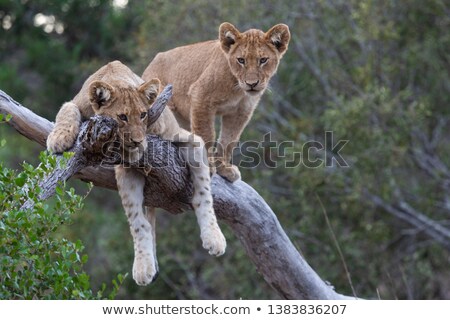 Stockfoto: Lion Cub Sleeping In The Grass