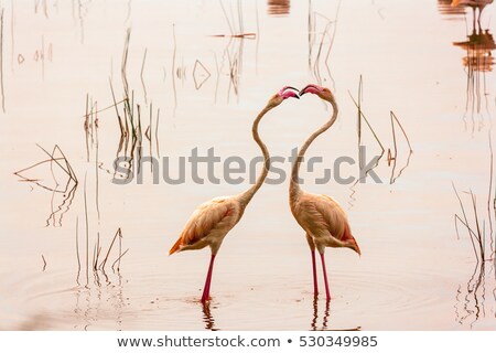 Сток-фото: Dance Love Flamingos