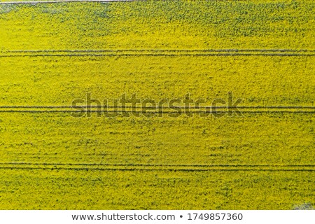 Stock photo: Aerial View Of Cultivated Rapeseed Field From Drone Pov