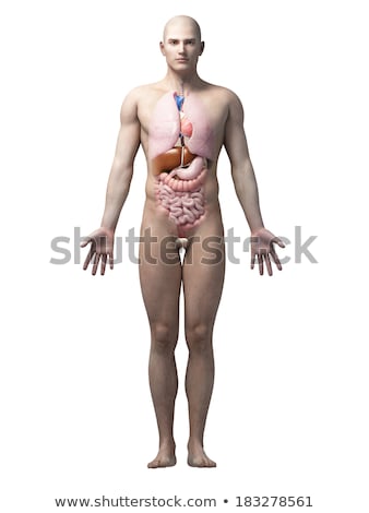 Stockfoto: 3d Rendering Medical Illustration Of The Spleen