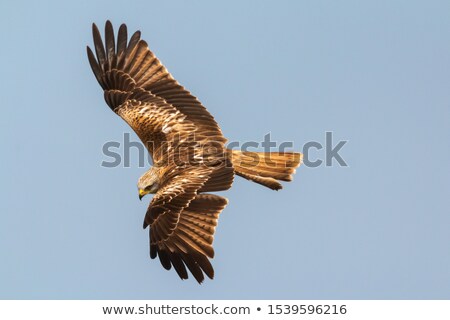 Foto d'archivio: Awesome Bird Of Prey In Flight With The Sky Of Background
