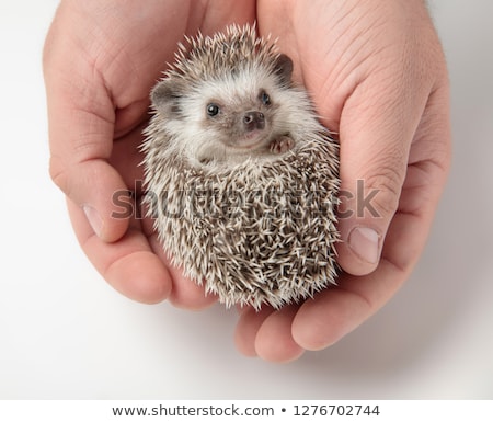 Foto stock: People Holds Cute African Dwarf Hedgehog In Palm