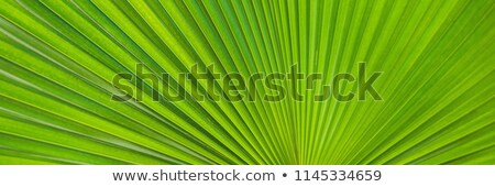 Сток-фото: Green Footstool Palm Leaf Through Which The Sun Shines Through