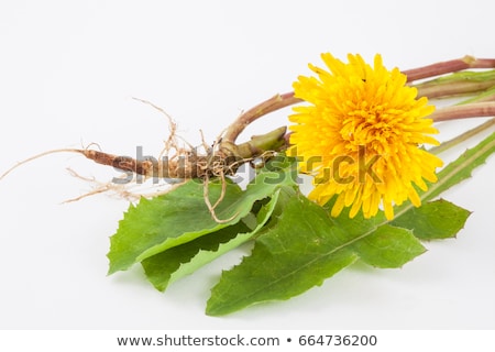 Foto stock: Dandelian Leaves And Roots