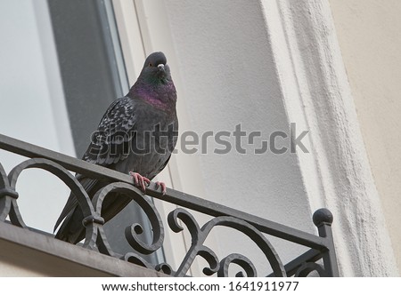 Stock photo: Pigeon