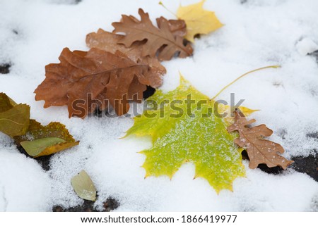 ストックフォト: First Snow In The City Park With Trees Under Fresh Snow At Sunri