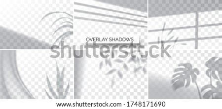 Set Of Shadows Overlay Effects Mock Up Window Frame And Leaf Of Plants Natural Light Vector Illu Zdjęcia stock © MarySan