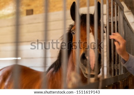 Stok fotoğraf: Purebred Brown Horse Standing Behind Bars Inside Stable Or Barn