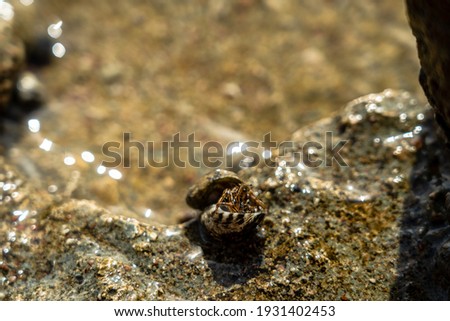 Stok fotoğraf: Hermit Crab Beach Bum