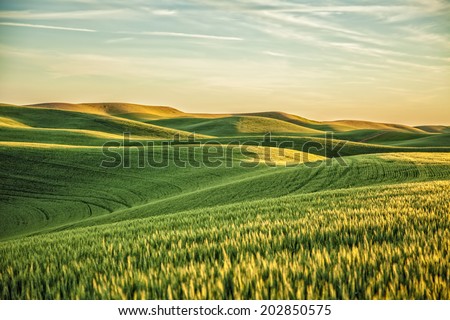 Foto stock: Yellow Green Wheat Fields And Farms From Steptoe Butte Palouse W