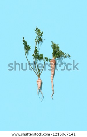 Branches Of Green Parsley With Root Presented On A Blue Background With Space For Text Organic Vege Сток-фото © artjazz