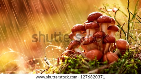 Foto d'archivio: Armillaria Mushrooms Of Honey Agaric In A Sunny Forest In The Ra