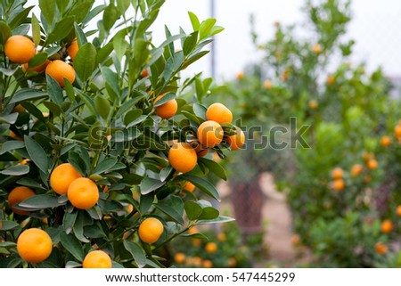 Zdjęcia stock: Close Up Vibrant Orange Citrus Fruits On A Kumquat Tree In Honor Of The Vietnamese New Year Lunar N