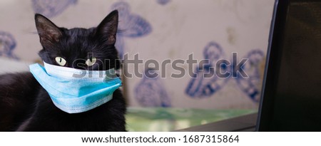 [[stock_photo]]: Is Virus Over Cat In Medical Mask Quarantine From Coronavirus