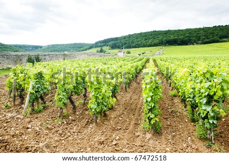 Stock photo: Vineyards Near Gevrey Chambertin Cote De Nuits Burgundy Franc