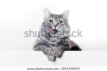 商業照片: Portrait Of A Purebred Striped Cat Pet And Cat Food On A Gray Ba