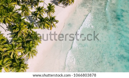 Zdjęcia stock: Amazing Tropical Beach Lwith Palm Tree White Sand And Turquoise Ocean