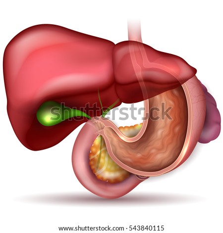 Zdjęcia stock: Stomach Cross Section Anatomy And Surrounding Organs Beautiful C
