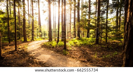 Stock foto: Mountain Bike Sunset Silhouette On Forest Trail Inspiring Lands