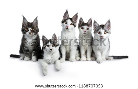 Stock photo: Perfect Row Of Five Blue Black Tabby High White Maine Coon Cat Kittens