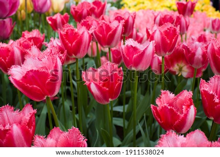 ストックフォト: Glades With Many Colorful Flowers Of Tulips Beautiful Background Image And Patterns