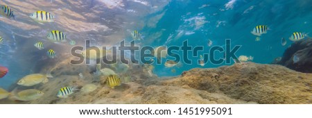 Foto d'archivio: Many Fish Anemonsand Sea Creatures Plants And Corals Under Water Near The Seabed With Sand And Sto