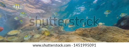 ストックフォト: Many Fish Anemonsand Sea Creatures Plants And Corals Under Water Near The Seabed With Sand And Sto