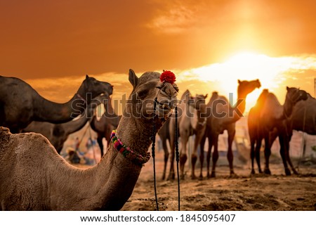 Stok fotoğraf: Camels At The Pushkar Fair Also Called The Pushkar Camel Fair O