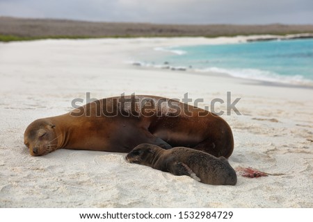 Galapagos Islands Animals Newborn Baby Sea Lion Pup Right After Birth By Mother Foto stock © Maridav