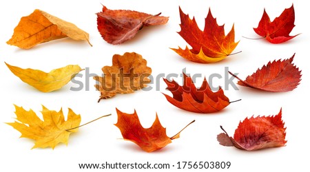 Stock photo: Autumn