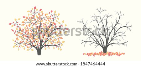 Stock foto: Tree Without Leaves