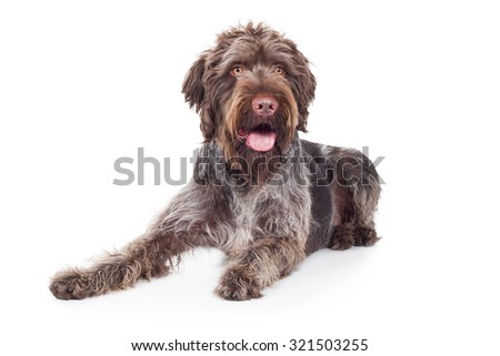 Stock fotó: Wired Hair German Pointer Lying In A White Studio