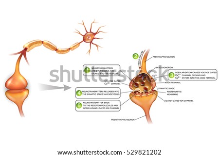 Foto stock: Neurons And Closeup Of Synapse Detailed Anatomy Beautiful Color