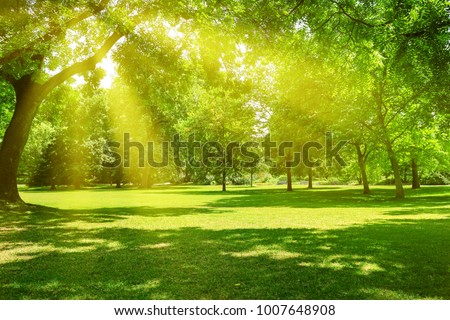 [[stock_photo]]: Tree In Park At Sunset Light