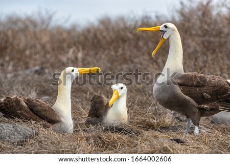 Foto stock: Galapagos Albatross Aka Waved Albatross Pair Nesting On Espanola Island