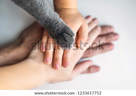 Foto stock: The Hands Of The Family And The Furry Paw Of The Cat As A Team Fighting For Animal Rights Helping