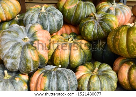 ストックフォト: Muscade De Provence Cucurbita Pumpkin Pumpkins From Autumn Harve