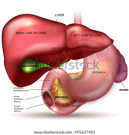 [[stock_photo]]: Liver Stomach Pancreas Gallbladder And Spleen Detailed Anatom