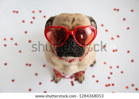 Сток-фото: Happy Valentines Dog