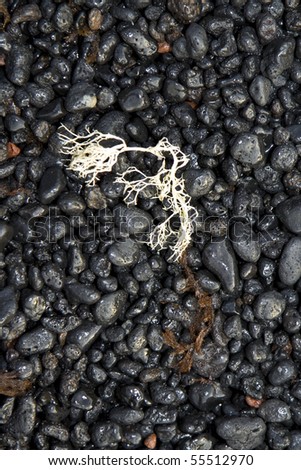 [[stock_photo]]: Beautiful Structure With Sea Flora At The Vulcanic Black Beach