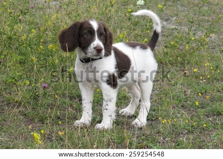 Stok fotoğraf: A Very Cute Liver And White Working Type English Springer Spanie