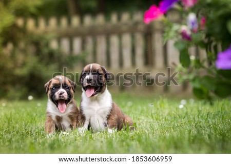 Сток-фото: Beautiful Boxer Puppy