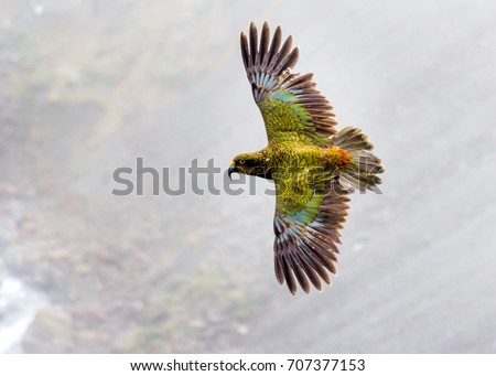 Foto stock: Kea Kea Bird Kea Parrot Rare Bird Rare Animal Vulnerable Parrots Parrot New Zealand South I