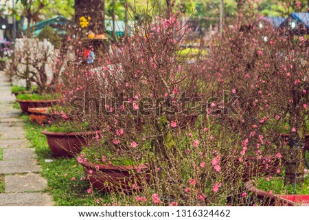 Stockfoto: Pink Blooming Trees In Honor Of The Vietnamese New Year Lunar New Year Flower Market Chinese New Y