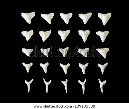 Foto d'archivio: A Number Of White Fossilized Shark Teeth Isolated On Black Background