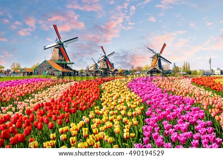 Stok fotoğraf: Windmills At Zaanse Schans In Holland On Sunset Zaandam Nether