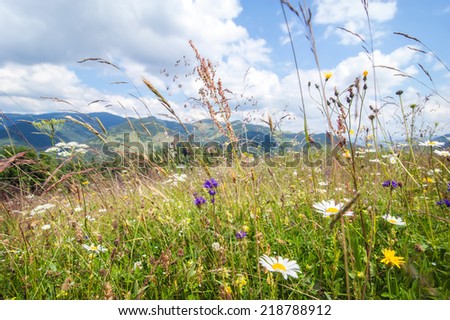 Foto stock: Amazing Sunny Day At Summer Meadow With Wildflowers Under Blue S