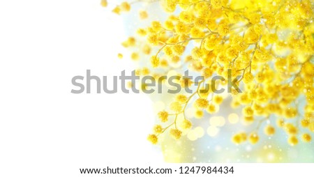 [[stock_photo]]: Yellow Mimosa Flower Mimosa Flower Symbol Of Womens Day Congratulations On March 8 Russian Text L