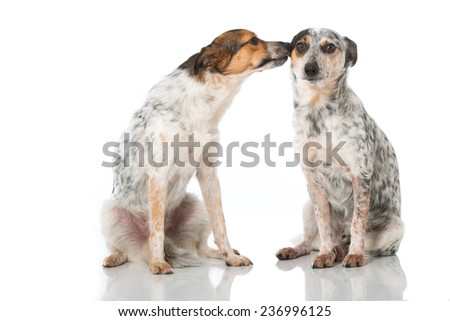 Imagine de stoc: Two Mixed Breed Brown Dog Kissing In A White Backgound Studio