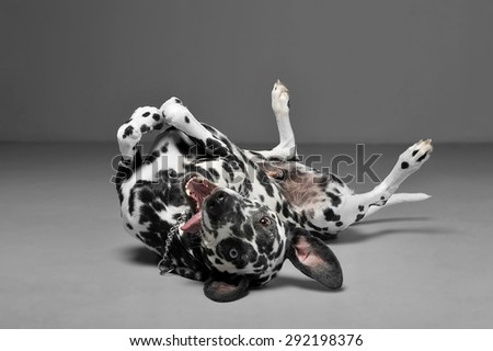 Foto stock: Cute Dalmatians In Lies Supine In Gray Background Photo Studio